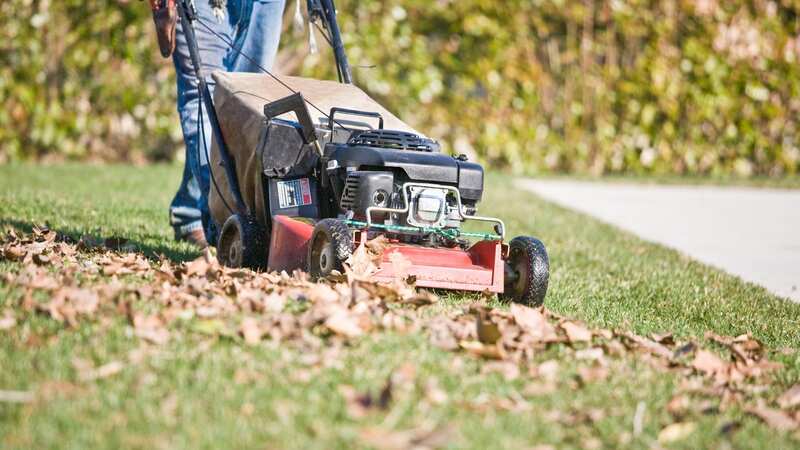 Gardening expert shares exact date when you should cut grass after winter