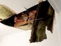 Boy hit by dead rat when leaky ceiling collapses after mum 'told to use bucket' dqxikeidqkikdinv