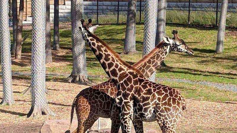 Parker, the zoo