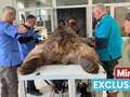 Dentist named 'Bear Drills' after surgery on mammal rescued from abandoned zoo