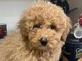 Runaway pet dog hopped in taxi and went on 100-mile round trip to airport