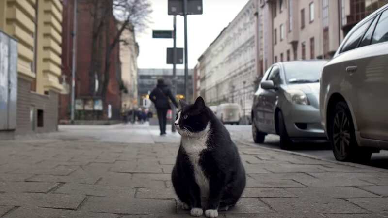 Kot Gacek is a local star (Image: wSzczecinie/Youtube)