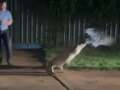 Police shoot 13ft crocodile dead after it is caught aggressively stalking humans dqxikeidqkikdinv