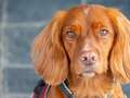 UK's first conservation detection dog to protect rare birds by sniffing out rats dqxikeidqkikdinv
