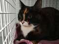 Abandoned cat found with tragic note pleading for owner who will 'love me more'