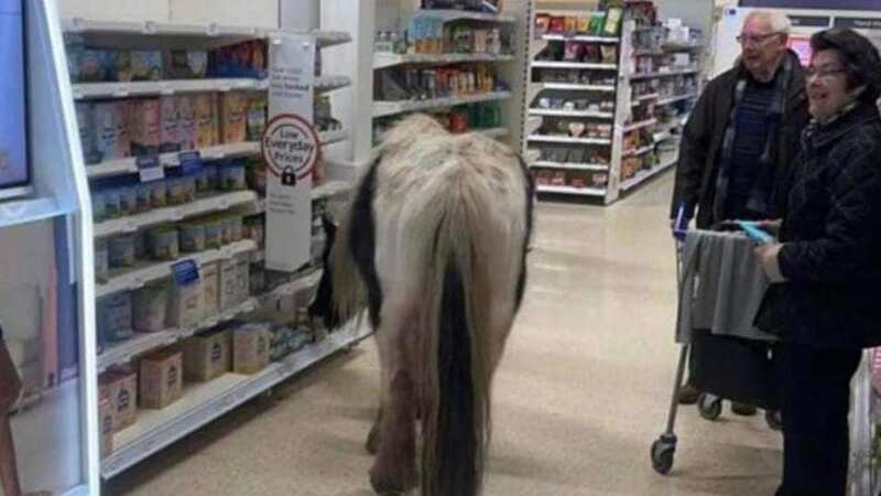 Shoppers were left feeling a little horse on their mane supermarket trip - when a curious pony wandered into the store (Image: Healthy Horse Project/WALES NEWS SERVICE)
