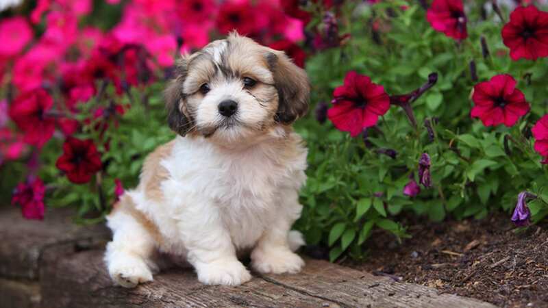 Not all plants are safe for dogs (stock photo) (Image: Getty Images/iStockphoto)