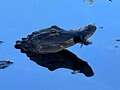 Alligator spotted with jaws taped shut and struggling before being rescued