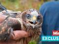 Protected birds shot, trapped and poisoned in rising crimewave across the UK dqxikeidqkikdinv