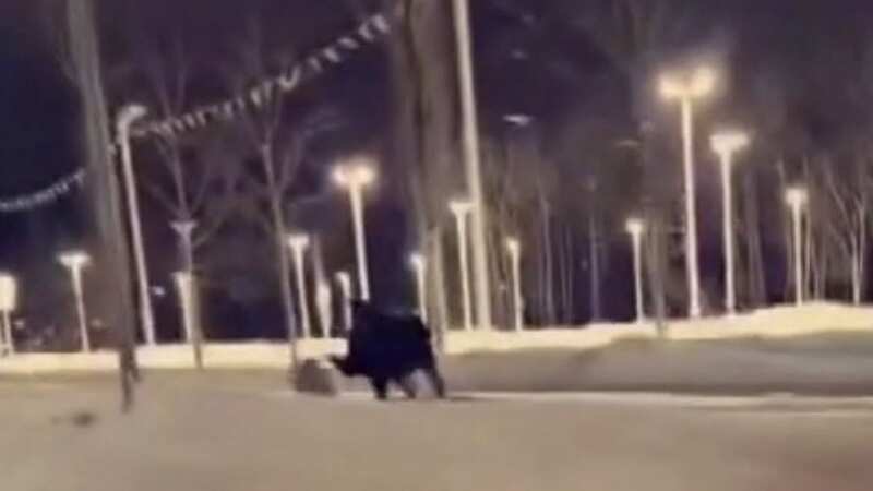 The moose running down the unsuspecting woman (Image: NBC News/ Kate Timmons)