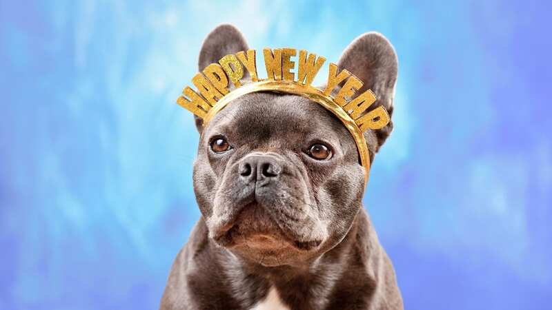 Moonpig has banned greetings cards featuring French Bulldogs and pugs following pressure from animal rights groups (Image: Getty Images/iStockphoto)