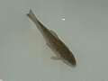 Gobsmacked woman finds fish bought for dinner still alive - and rehomes it