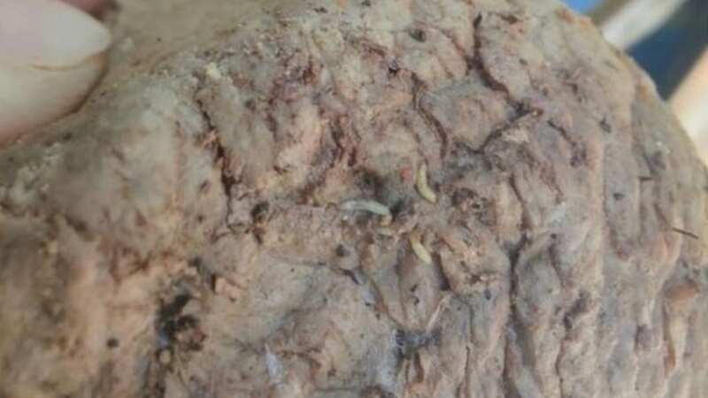 Staff at an Australian renewable energy project claim to have been served maggot-infested steak (Image: Australian Workers’ Union)