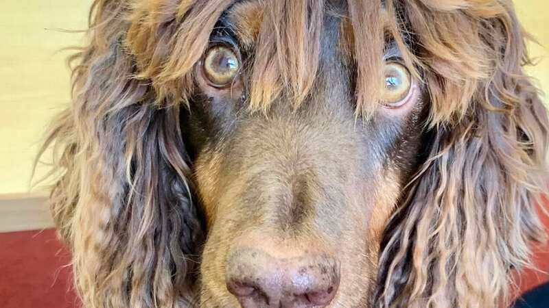 Rescue dog Asher has a peculiar look and 