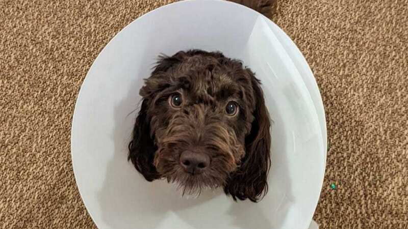 Lively pooch Agatha was very poorly after sneaking eating the flowers (Image: Lynsey Harris)