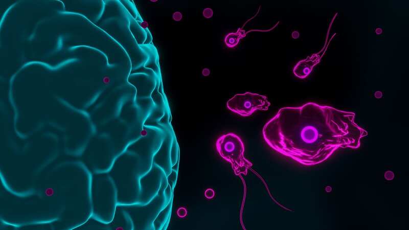Once infected, the organism causes headaches, vomiting before usually leading to a fatal coma (Image: Getty Images/Science Photo Library RF)
