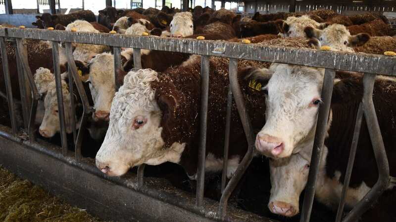 British farmers are worried they will be hit by the impact of cheap imports (Image: Daily Post Wales)