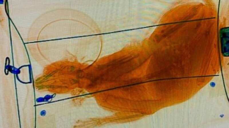 A passenger had a pet cat in their carry-on bag during security screening (Image: TSA_Northeast/Twitter)