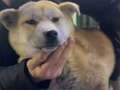 Man accused of starving dogs to death with more than 1,000 found dying in home dqxikeidqkikdinv