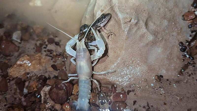 The frog is pictured in the pincers of the "scissor hands" creature (Image: Mammoth Cave National Park)