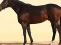 Horse owned by sanctioned Putin ally taken in theft in Czech Republic