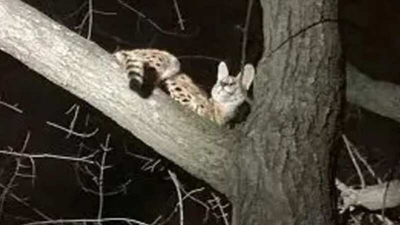 Passers-by were shocked to see the wild cat perched in a tree in Cincinnati, Ohio (Image: Cincinnati Animal CARE)