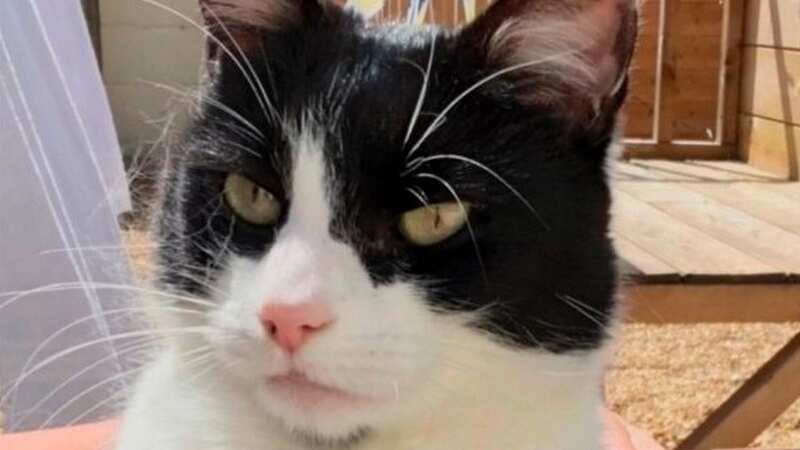 Minnie went missing in December (Image: Solent News & Photo Agency)