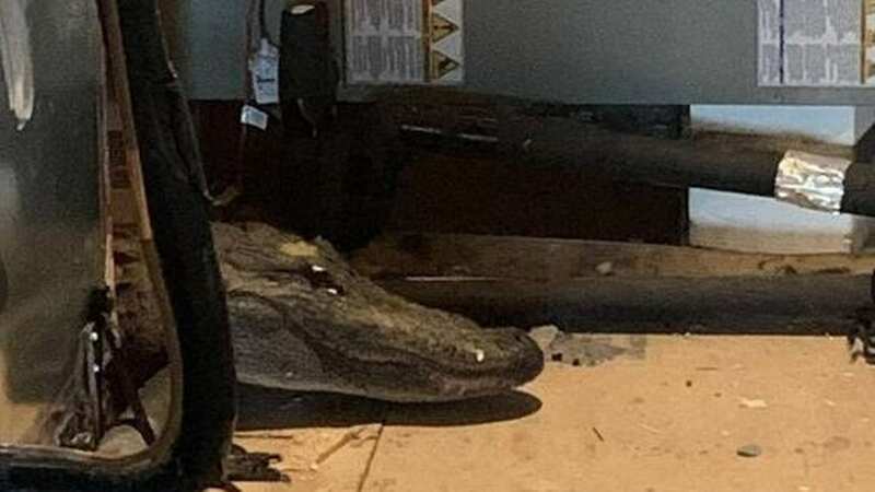 The huge alligator found in the attic (Image: Dean Brown/FOX 35)