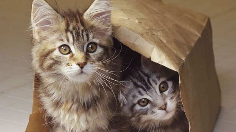 Cat owners could face £500 fines if they fail to microchip their pets