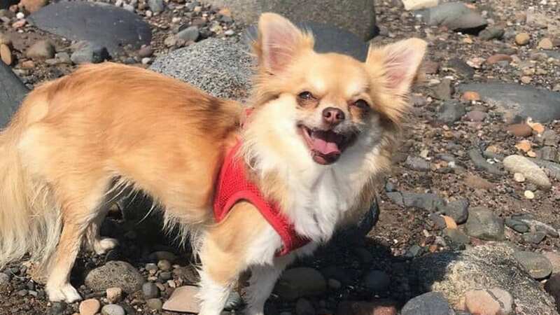 Chihuahua mauled to death by greyhound after being ripped out of owner