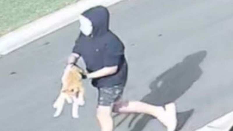 Chilling CCTV captures masked teens stealing and killing beloved family cat