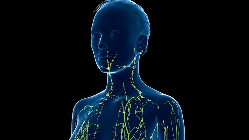 These findings are very fundamental, opening doors for understanding the impact of bone lymphatics on the immune system and their role in bone and blood diseases (Image: Getty Images/Science Photo Library RF)