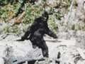 Five Bigfoot theories analysed - 'lost species' to eerie Native American spirit