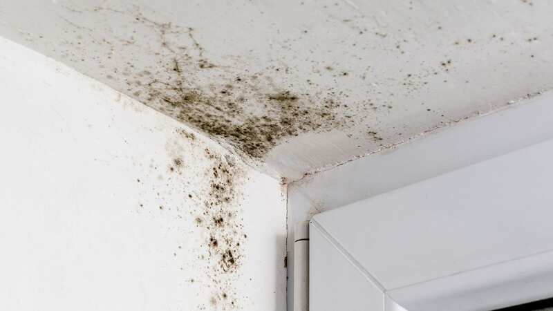 You could prevent mould in your home for as little as £10 (Image: Getty Images/iStockphoto)