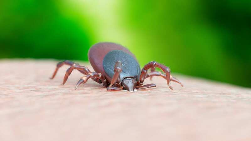 Illustration of a tick biting. (Image: Getty Images/Science Photo Library RF)