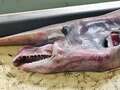 Fisherman catches rare prehistoric goblin shark and it can weigh up to 32 stone