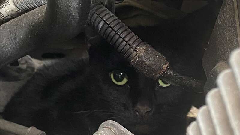 Rose peers out from inside the car
