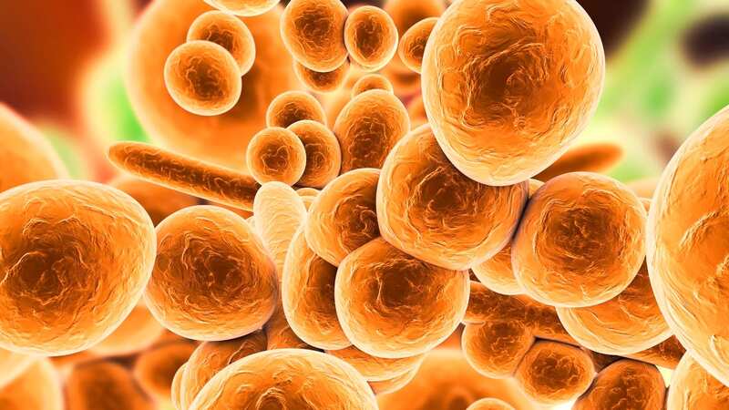 The Candida auris fungus is dangerous as it resists treatment (Image: Getty Images/Science Photo Library RF)