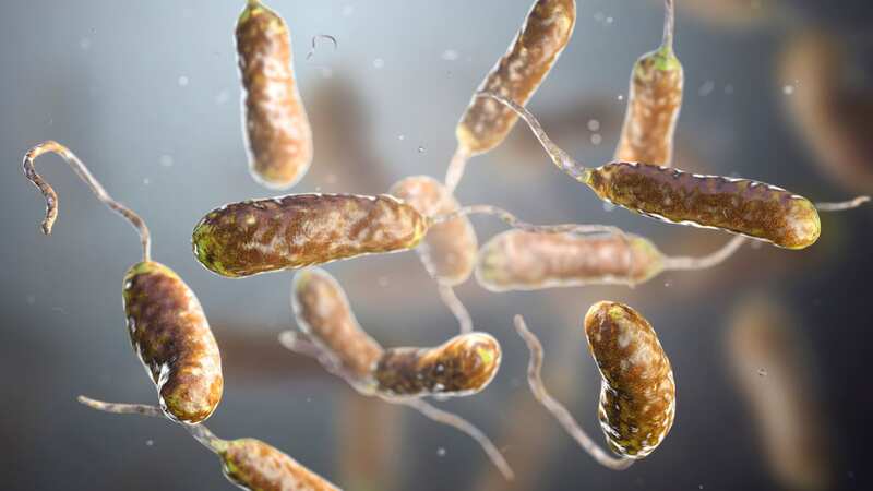 Bacterium Vibrio vulnificus (Image: Getty Images/iStockphoto)