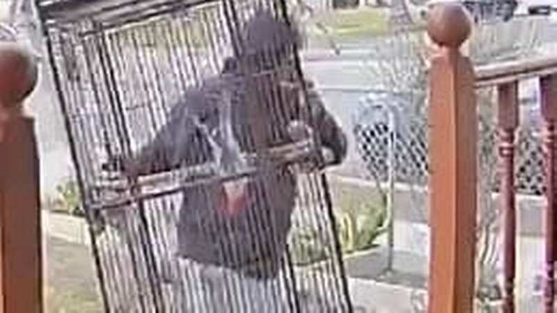 A pet owner has been left gutted after his parrot was stolen (Image: Facebook/Abigail Ayapantecatl)