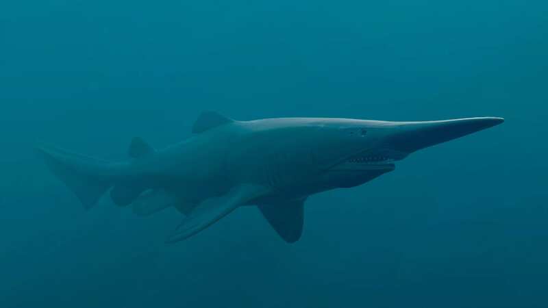 A rare goblin shark (Image: Getty Images/iStockphoto)