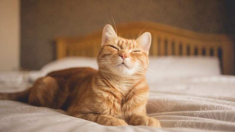 The cat sounds like it