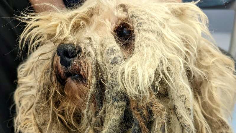 The terrier-type dog