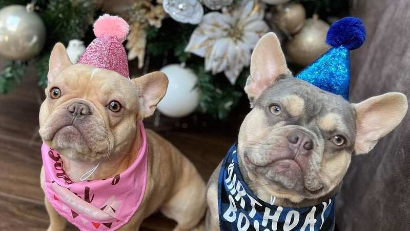 Randy dogs forced to wear 