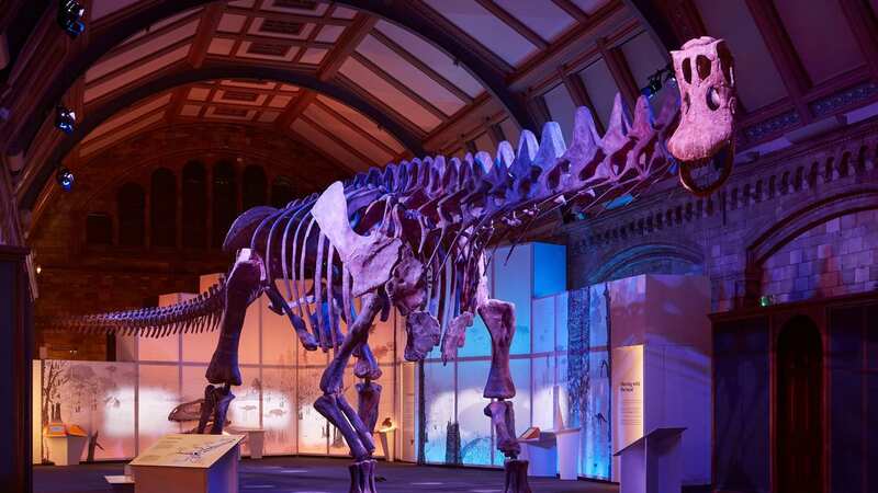 ­The Patagotitan mayorum is a bigger beast than Dippy (Image: Lucie Goodayle / The Natural History Museum, London)