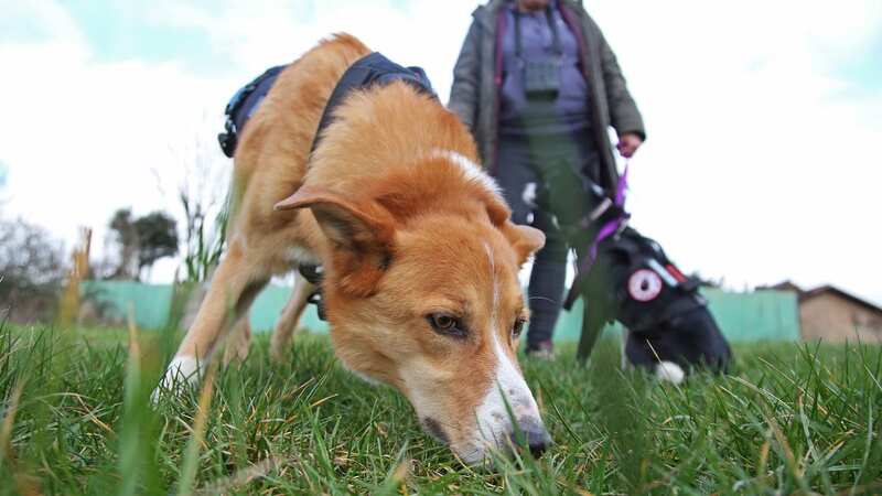 Diesel and Skye have already saved seven lost dogs this year (Image: William Lailey / SWNS)