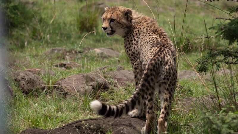 Drought in Kenya is making things tough for country