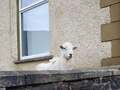 'Feral' sheep gang terrorising quiet village and its fed-up residents for weeks dqxikeidqkikdinv