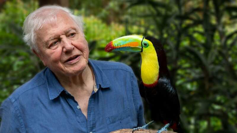 David Attenborough, 96, voted Britain