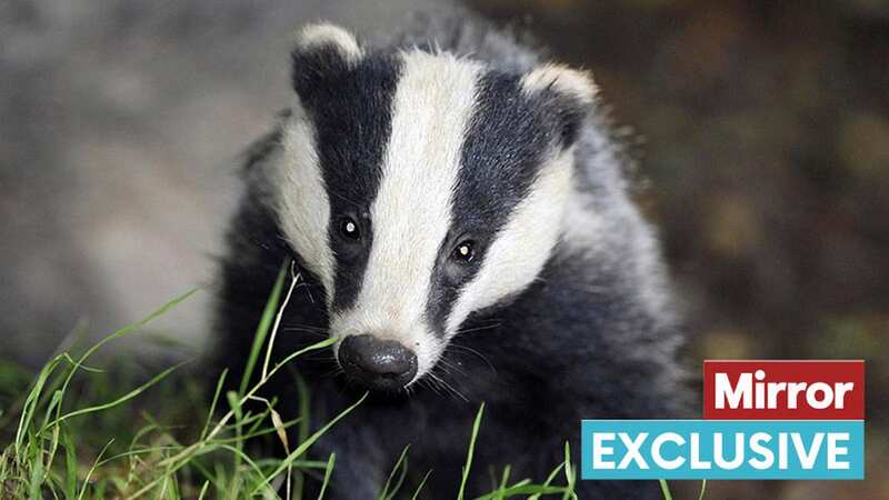 Bagders are slaughtered to stop the spread of TB (Image: PA)